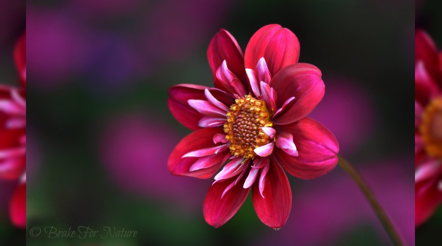 �Allah, ho�nutlu�unu itaatinde gizlemi�tir�