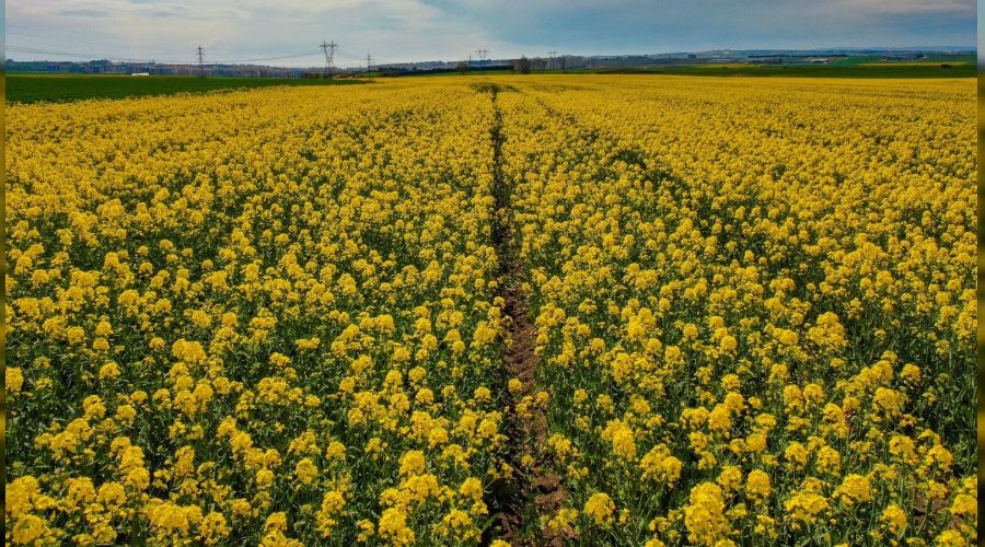 Altın sarısı Kanola tarlaları büyüledi