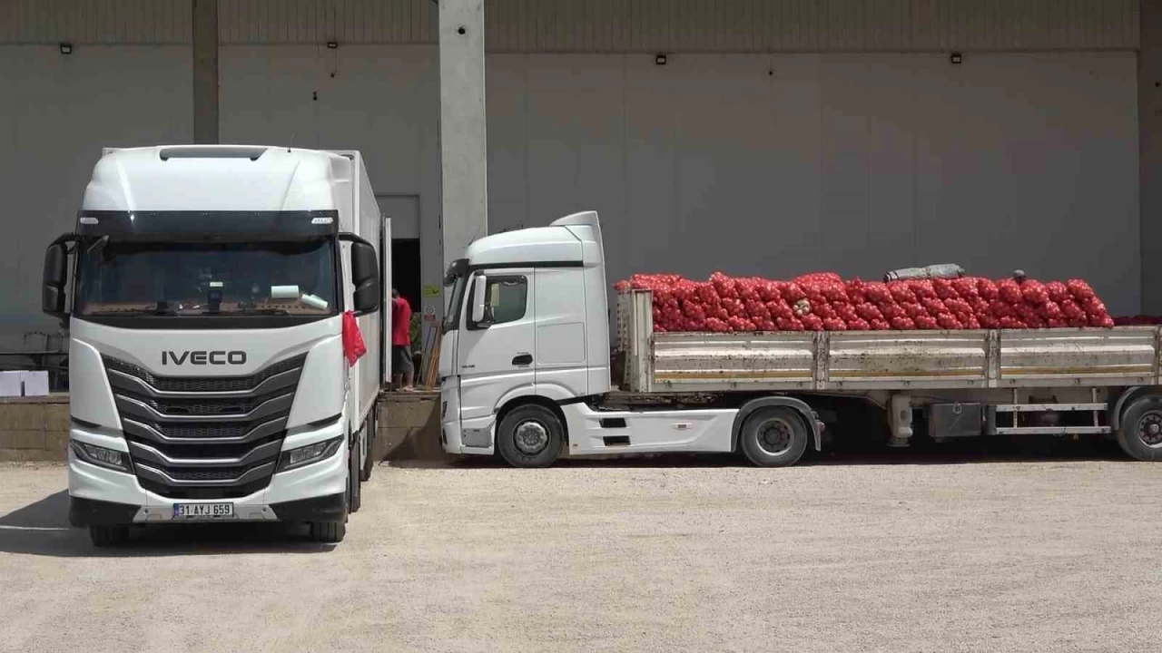 Amasya soğanı tarlada kilosu 5 TL'den Avrupa'ya satılıyor