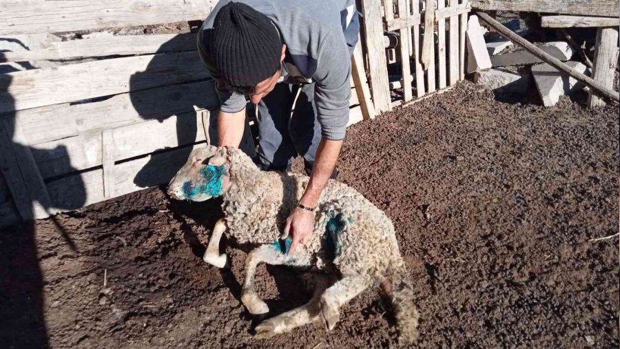 Ankara'da babo kpekler koyunlara saldrd: 9 l, 3 yaral