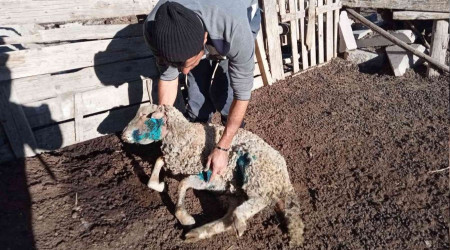 Ankara'da babo kpekler koyunlara saldrd: 9 l, 3 yaral