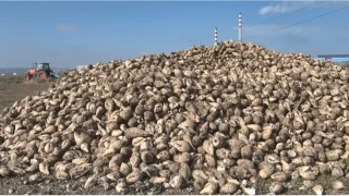  Ankara'da eker pancar hasad tempo kesmiyor