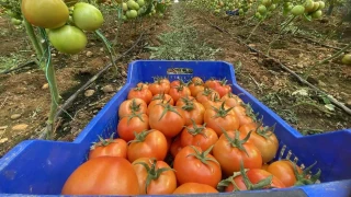 Antalya hallerinde domatesin miktar� azald�, fiyat� artt�