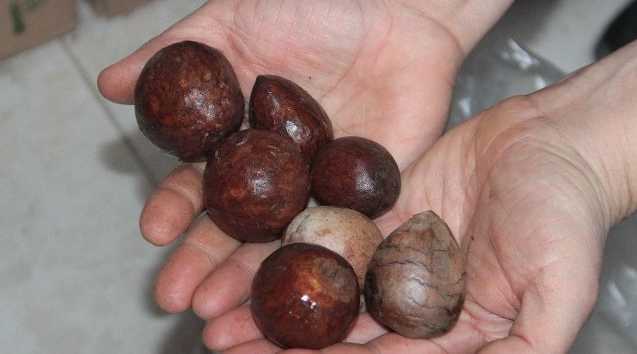 Antalya'da 'Avokado çekirdeğini getir, istediğini götür' kampanyası
