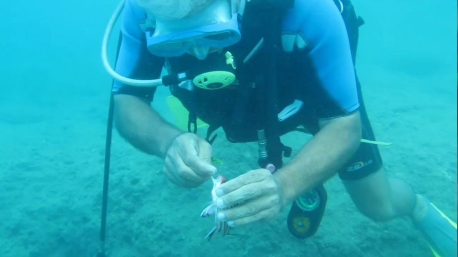 Antalya'da balık ısırma şikayetleri arttı