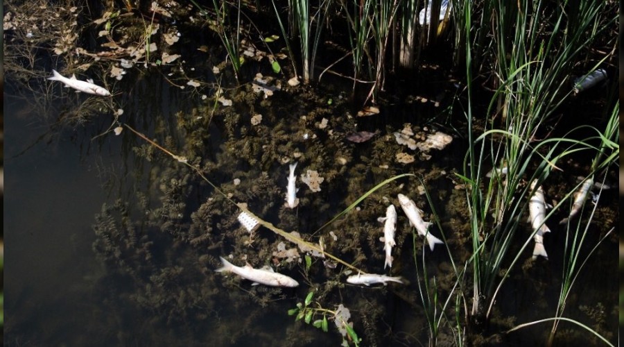 Antalya'da bal�k �l�mlerinde kimyasal madde ihtimali