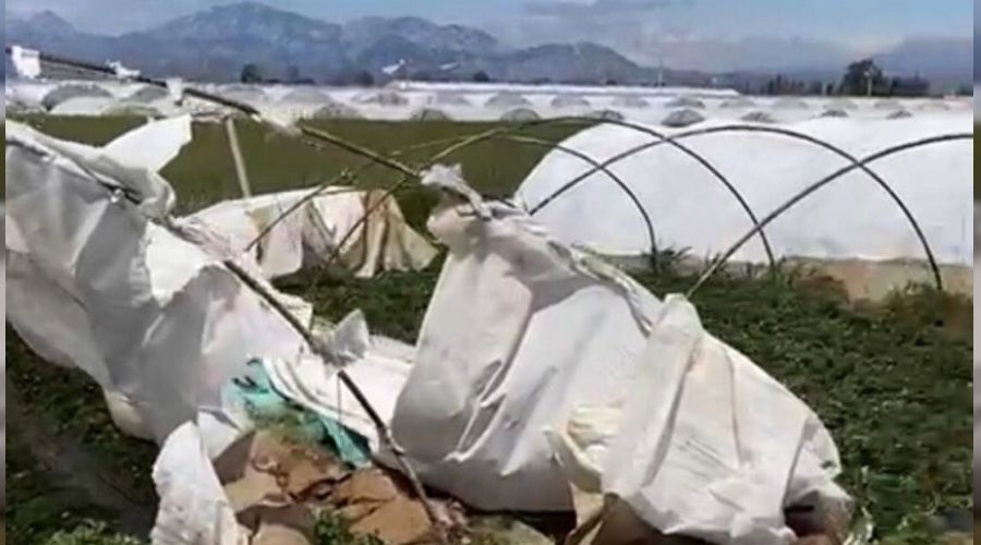 Yeni Mesaj Antalya�da şiddetli rüzgar seraları uçurdu