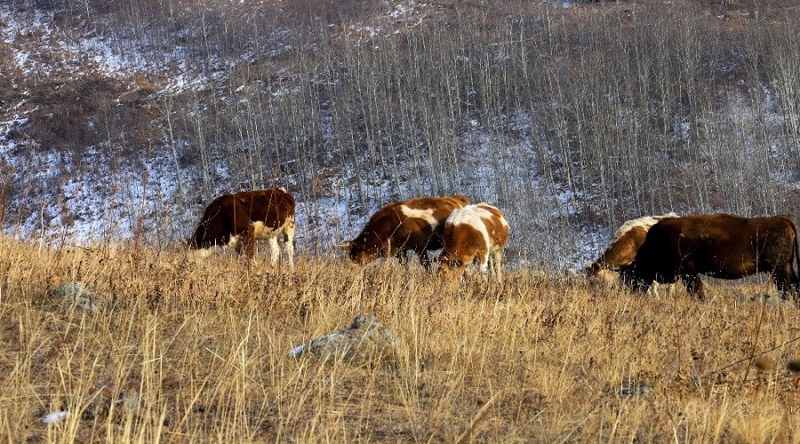 Ardahan'a k gelmedi