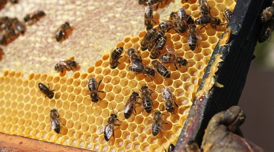 'Ar�c�l���n Ba�kenti'nde ar�c�lara y�zde 50 hibeli ar� ve kovan deste�i