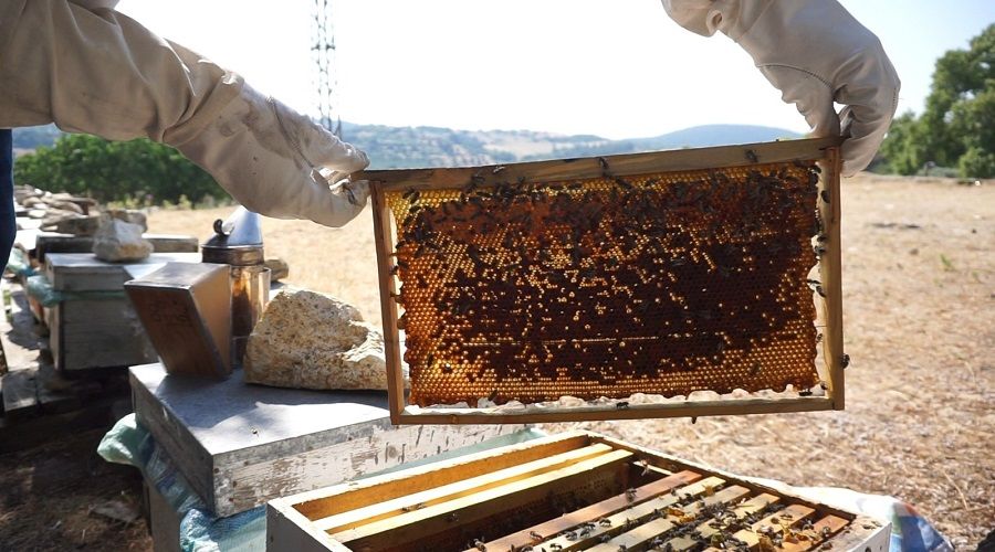 Ar�c�l�k sekt�r�n� kurakl�k vurdu