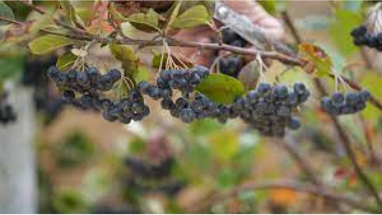 Aronya'nın kan şekerini dengelediği belirlendi