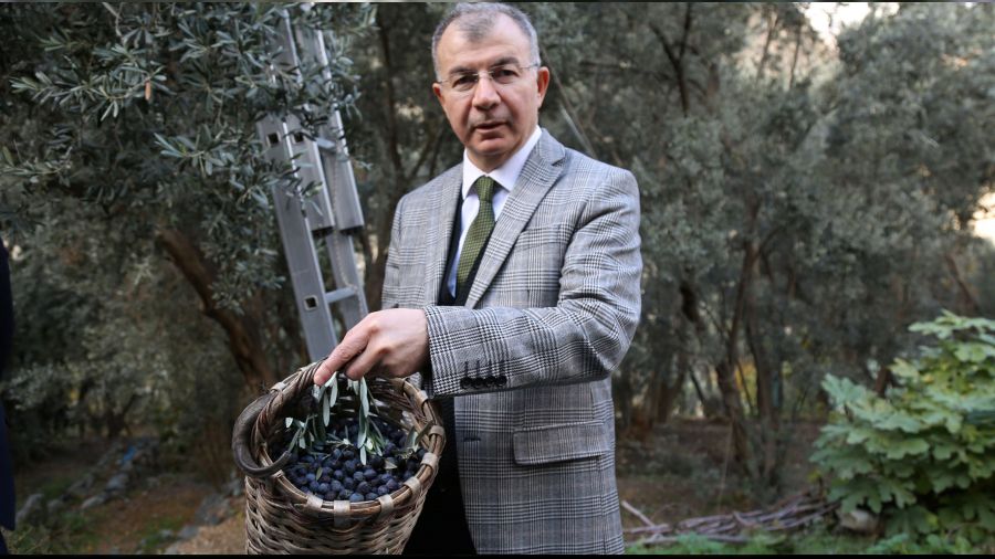 Artvin zeytin üretiminde 'ben de varım' dedi