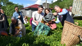 Artvin'de �ay sezonu a��ld�