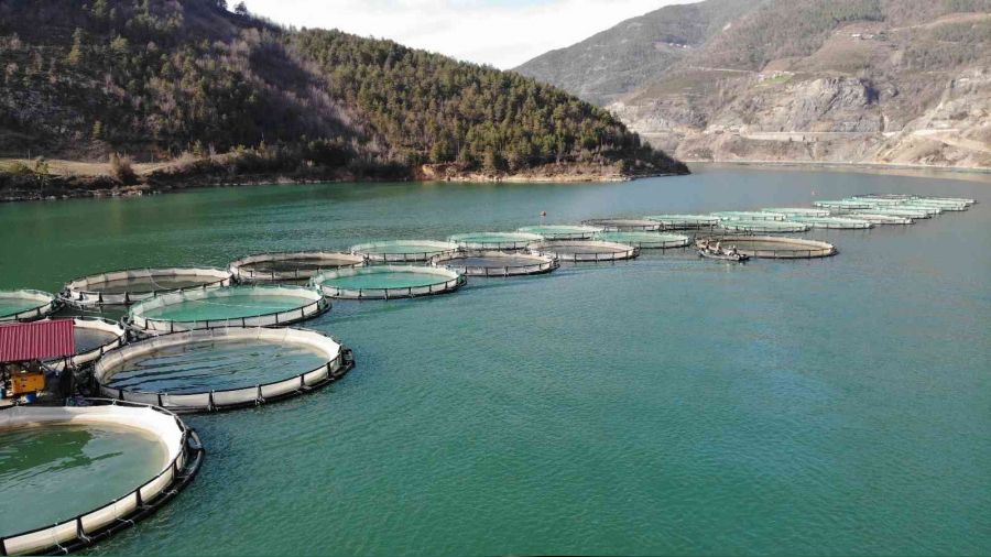 Artvin'de hedef 50 bin somon ihracatı