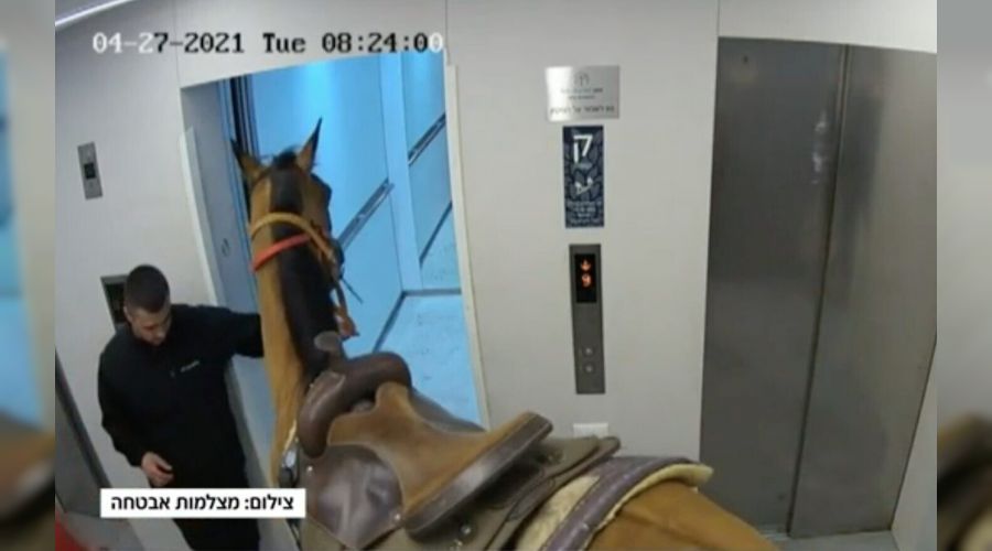 At ile asans�re bindi