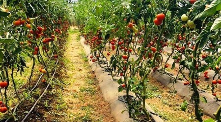 Ata tohumlarndan ilasz doal rnler retiliyor