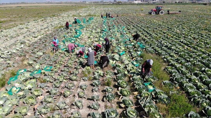 Aydın'ın beyaz lahanası ilgi görüyor