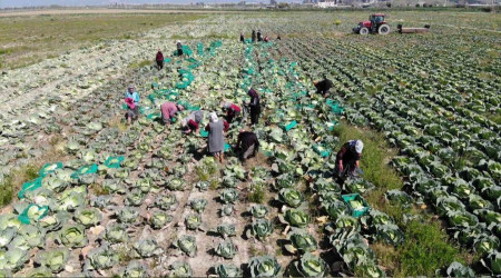Aydın'ın beyaz lahanası ilgi görüyor