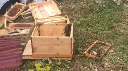 Ayılar 50 kovanı parçaladı