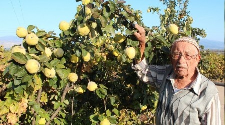 'Ayva bolluu kn sert geeceine iaret'