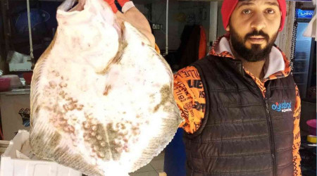 Balıkçıların ağına takıldı 900 liraya satışa çıktı