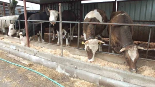 Balıkesir'de kurbanlık satışları başladı