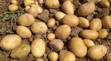 Barajlar doldu taştı, ekim yasakları kaldırıldı