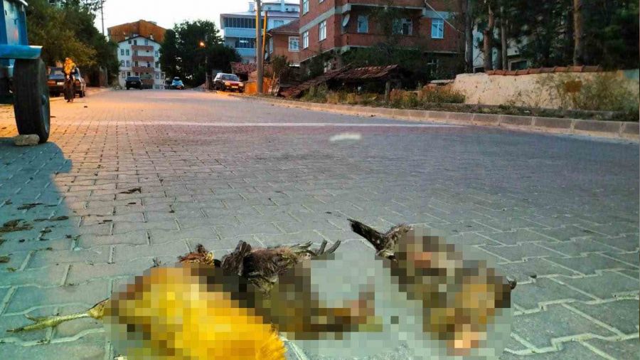 Başıboş sokak köpekleri, bahçedeki kuzuları ve kümesteki tavukları öldürdü