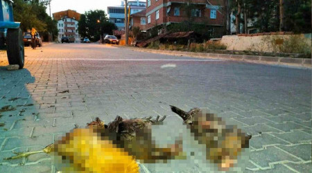 Başıboş sokak köpekleri, bahçedeki kuzuları ve kümesteki tavukları öldürdü