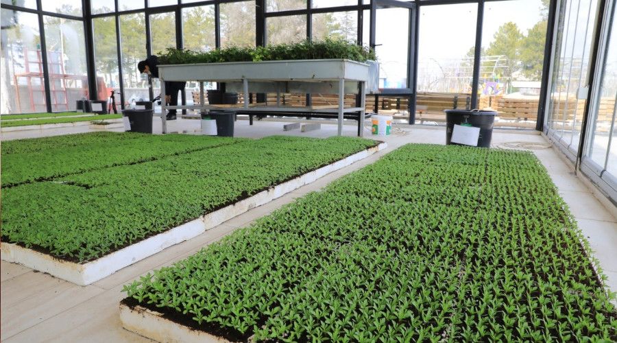 Battalgazi'de cam seralarda s�s �i�ekleri yeti�tiriliyor