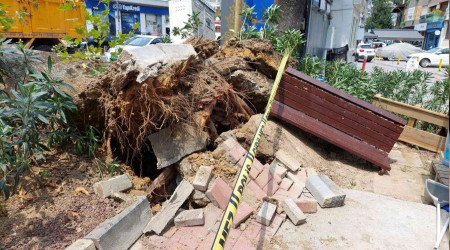 Bebek'te asırlık ağaç yola devrildi