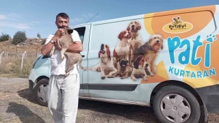 Belediye ekipleri yavru kpei kurtard