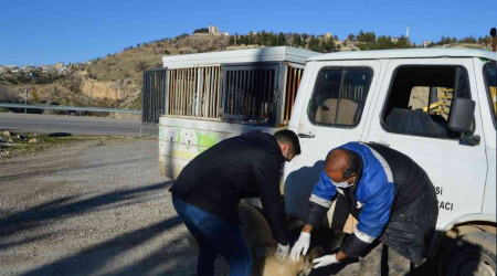 Besni'de sokak hayvanlarına kuduz aşısı yapılmaya başlandı
