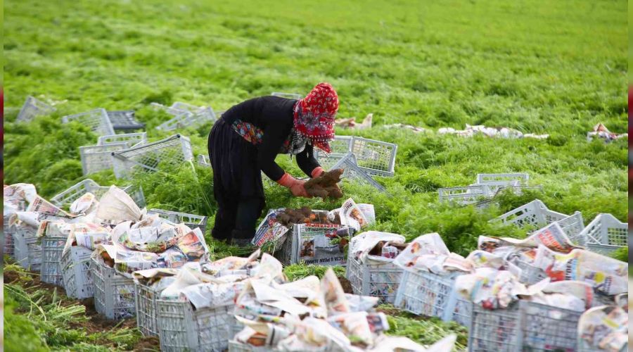 Beypazarı'nda kış havucu hasadı başladı