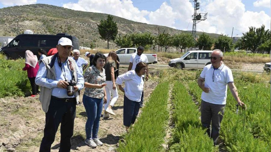 Beypazarlı üreticilere havuç üretim teknikleri eğitimi verildi