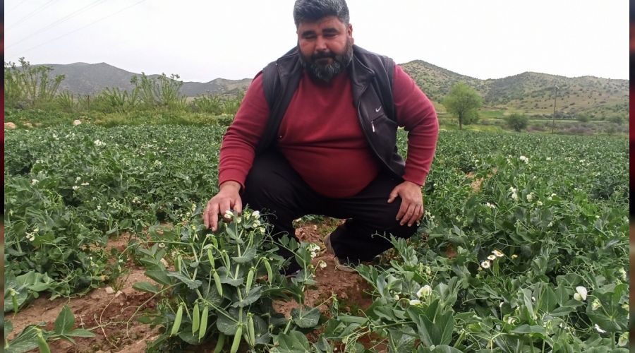 Bezelye bir haftaya kadar pazarda