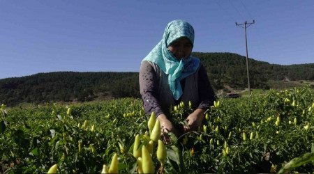 Biberiyede son ürünler hasat ediliyor