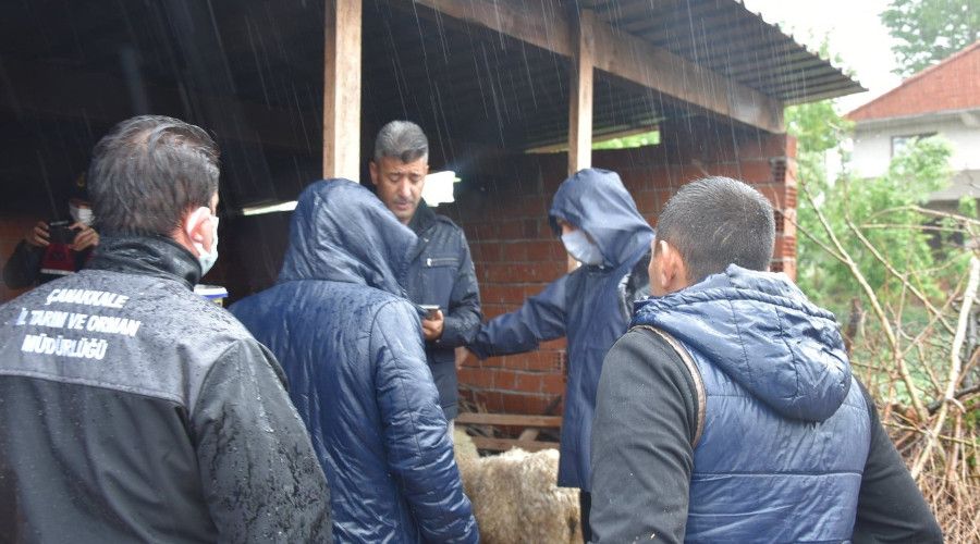 Biga'da 9 koyun yağmur sularına kapıldı
