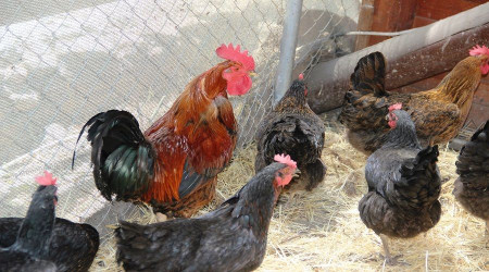 Bodrum'da "Yumurtlayan horoz akna evirdi"