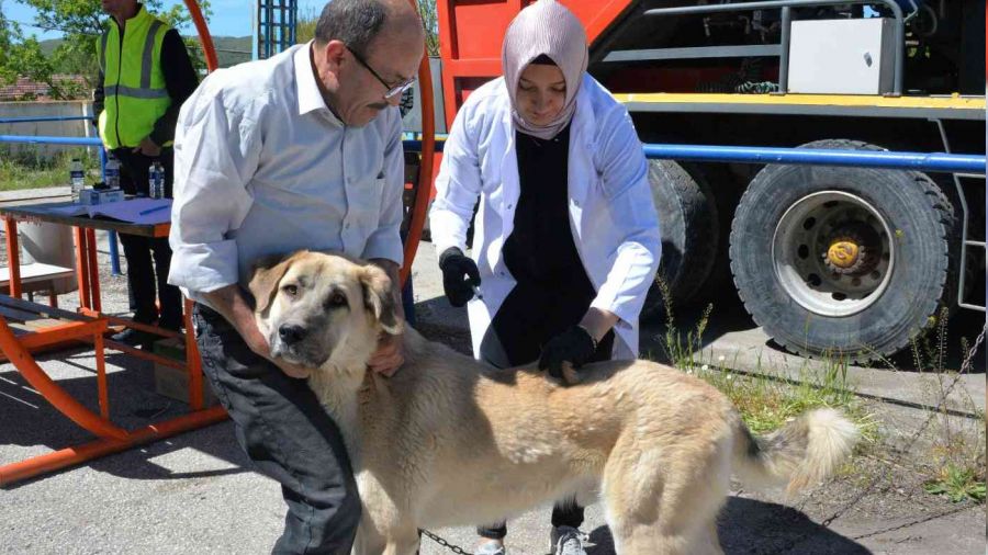 Bozüyük'te ücretsiz kuduz aşısı kampanyası