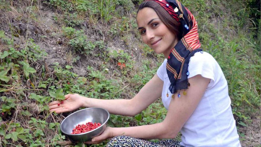 Bu çileğin kilosu 200 TL