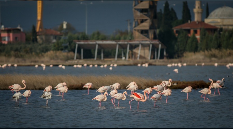 Bu flamingolar ilerini biliyorlar