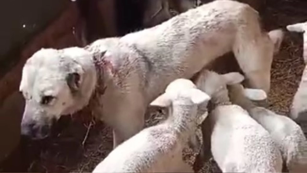 Bu kuzular çoban köpeğinden süt emiyor