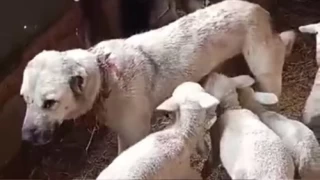 Bu kuzular çoban köpeğinden süt emiyor