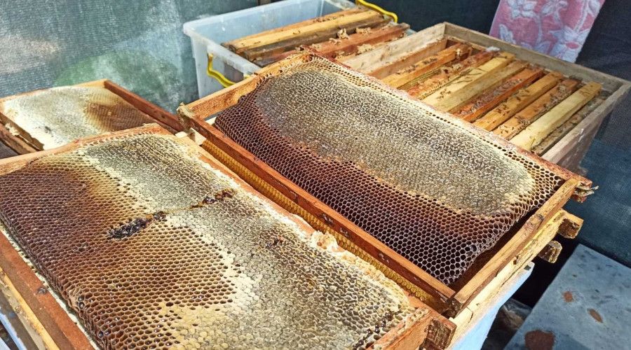 Bu orman ar�c�lar�n ak�n�na u�ruyor