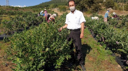 Bursa yaban mersininin de merkezi oldu