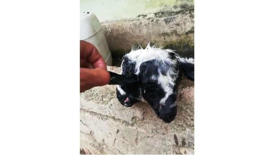 Bursa'da çift başlı kuzu şaşkınlığı