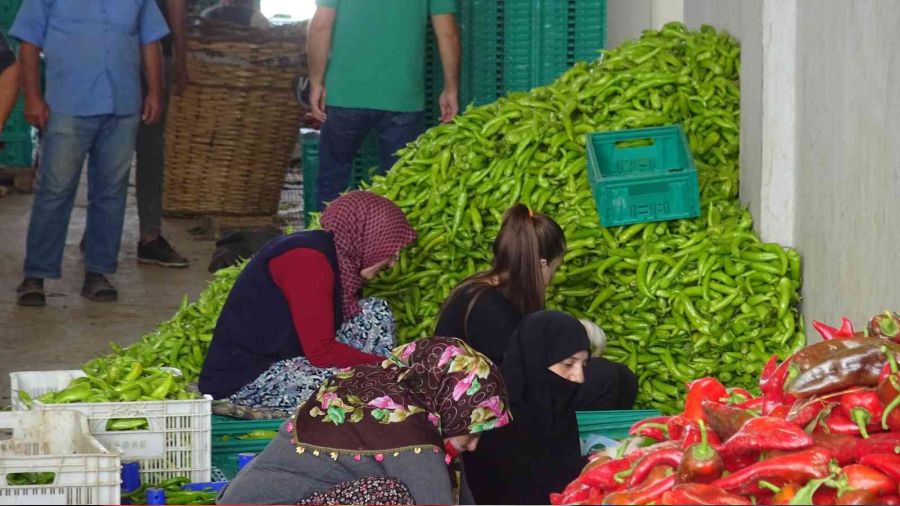 Bursalı çiftçiler ürettiklerini komisyon olmaksızın tüketiciye ulaştırıyor
