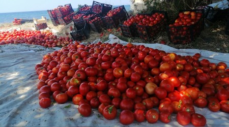Çanakkale domatesi tarlada kaldı