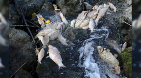Ceyhan Nehri’nde balık ölümleri: Binlerce balığın ölüm nedeni araştırılıyo
